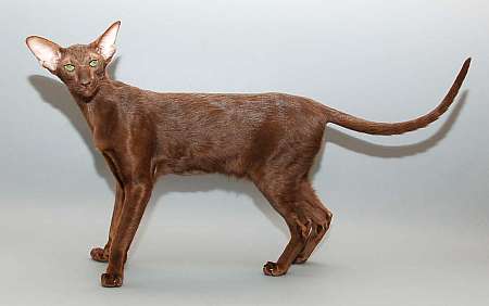 Oriental chocolate female cat