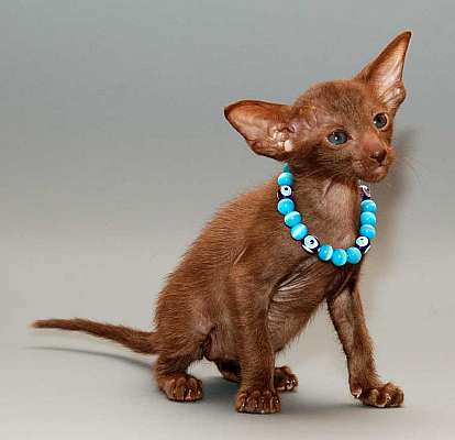 Oriental chocolate female kitten