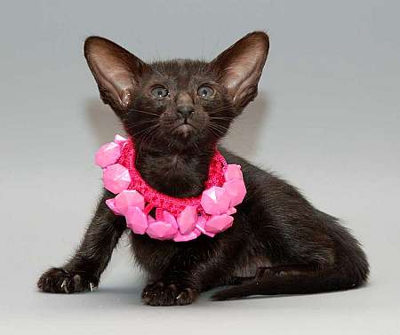 Oriental black female kitten