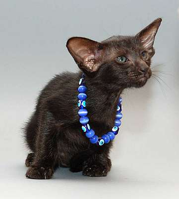 Oriental black female kitten