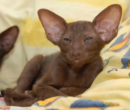 Oriental chocolate female kitten