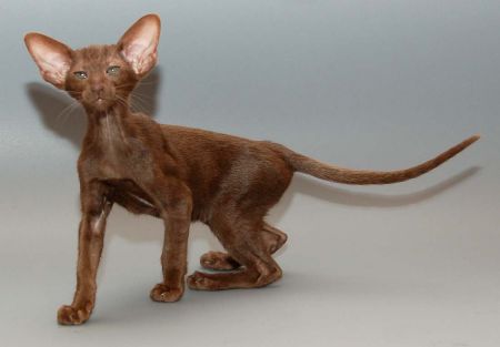 Oriental chocolate female kitten