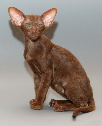 Oriental chocolate female kitten