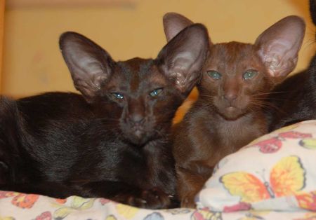 Oriental chocolate & black female kittens