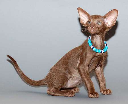 Oriental chocolate female kitten