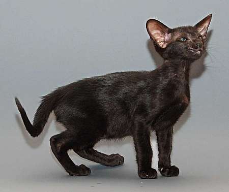 Oriental black female kitten