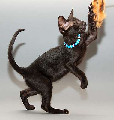 Oriental black female kitten