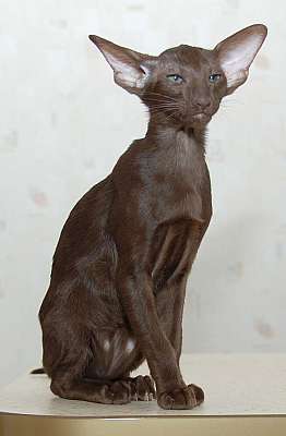 Oriental chocolate female kitten