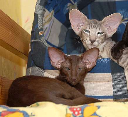 Oriental chocolate female kitten