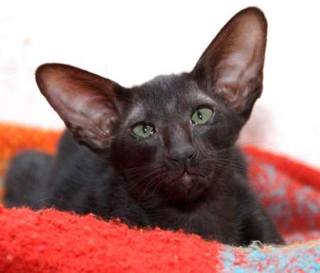 Oriental black female kitten