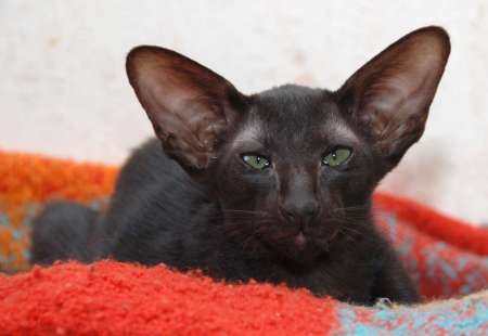 Oriental black female kitten