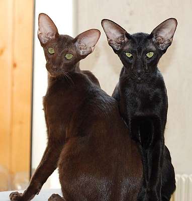 Oriental chocolate female cat