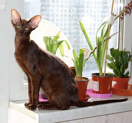 Oriental chocolate female cat