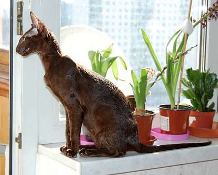 Oriental chocolate female cat