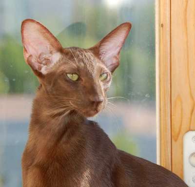 Oriental chocolate female cat