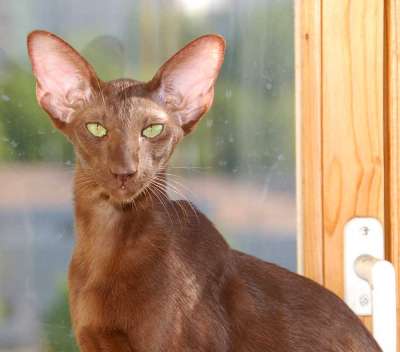 Oriental chocolate female cat