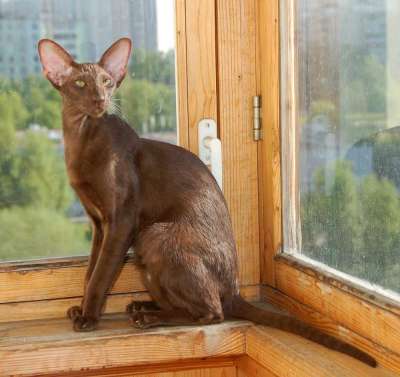 Oriental chocolate female cat