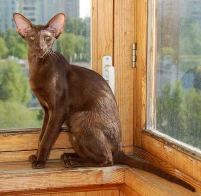 Oriental chocolate female cat