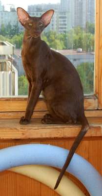 Oriental chocolate female cat