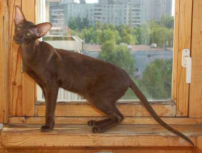 Oriental chocolate female cat