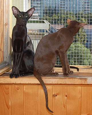 Oriental chocolate and black female cats