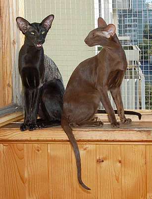 Oriental chocolate and black female cats