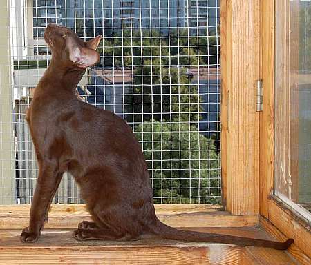 Oriental chocolate female cat