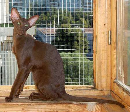 Oriental chocolate female cat