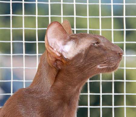 Oriental chocolate female cat