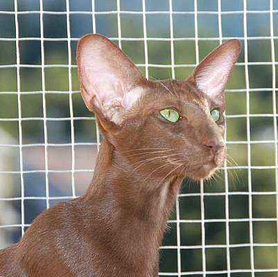 Oriental chocolate female cat