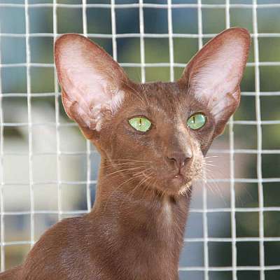 Oriental chocolate female cat