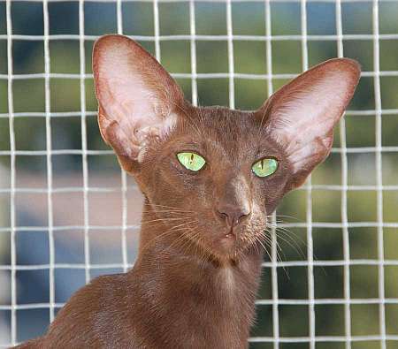 Oriental chocolate female cat