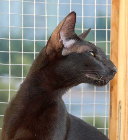 Oriental chocolate female cat