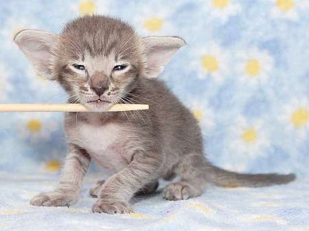 Oriental blue spotted male kitten