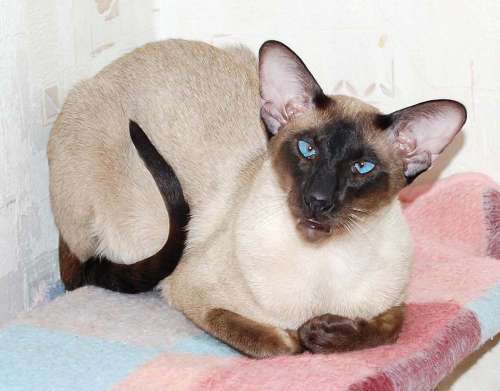 S*Sandvretens Jupiter (SIA n), siamese male cat