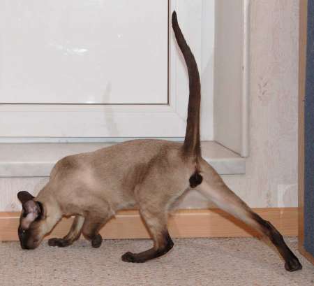 S*Sandvretens Jupiter (SIA n), siamese male cat