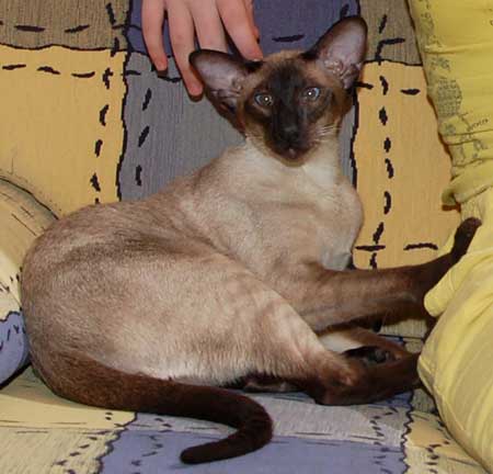 S*Sandvretens Jupiter (SIA n), siamese male cat