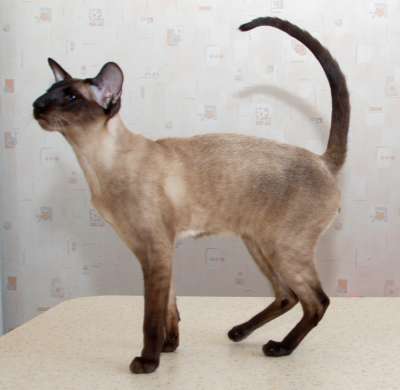 S*Sandvretens Jupiter (SIA n), siamese male cat