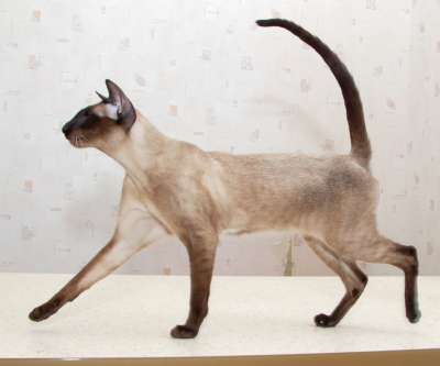 S*Sandvretens Jupiter (SIA n), siamese male cat