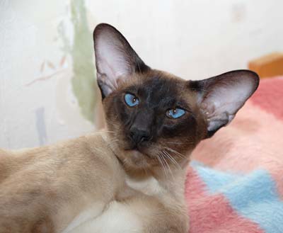 S*Sandvretens Jupiter (SIA n), siamese male cat