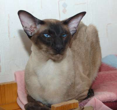 S*Sandvretens Jupiter (SIA n), siamese male cat