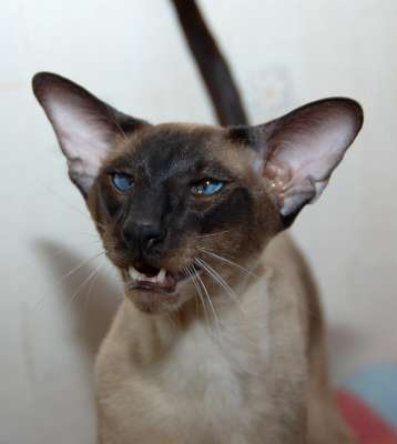 S*Sandvretens Jupiter (SIA n), siamese male cat