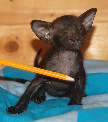 Oriental black male kitten