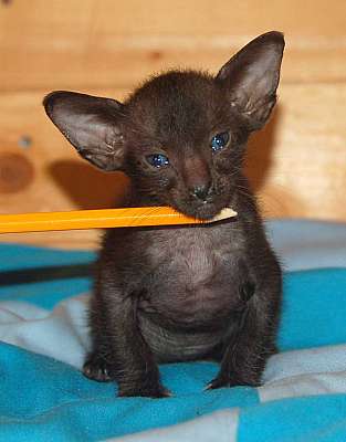 Oriental black male kitten