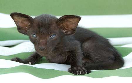 Oriental black female kitten