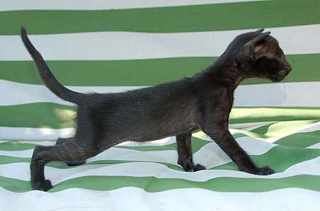 Oriental black female kitten