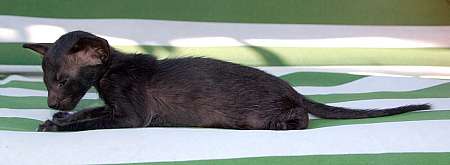 Oriental black male kitten