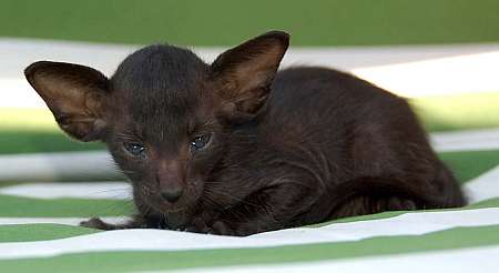 Oriental black male kitten