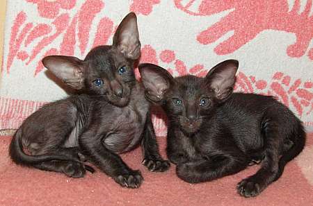 Oriental black kittens