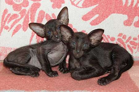 Oriental black kittens